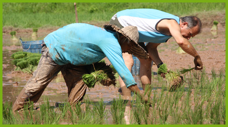 Rice Planting