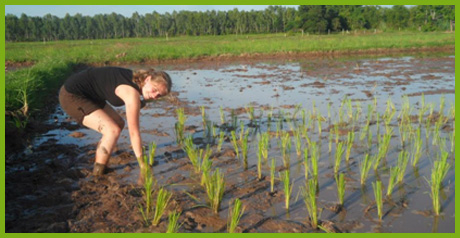 rice planting