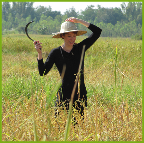 Harvesting rice