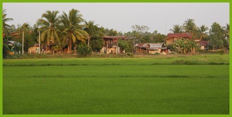 Rice fields